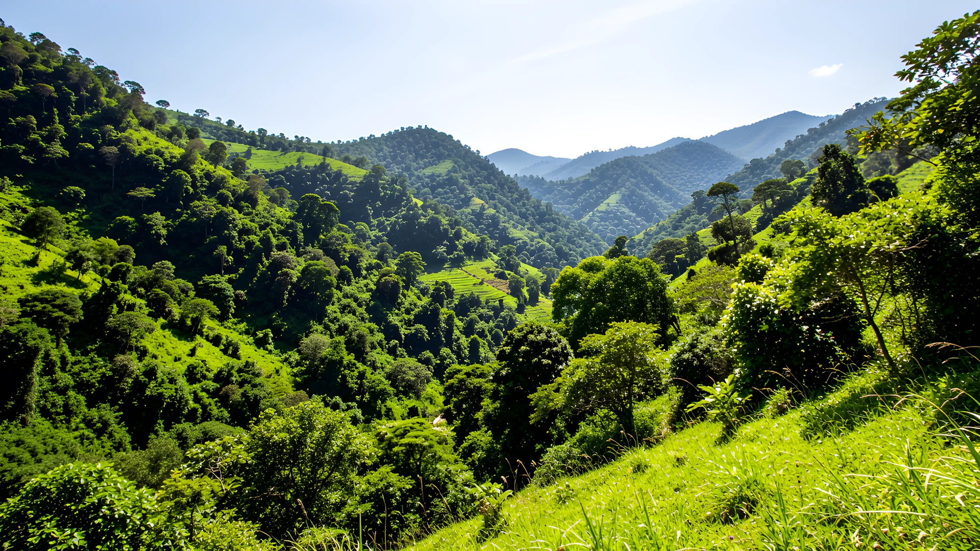 Mountain Meadow