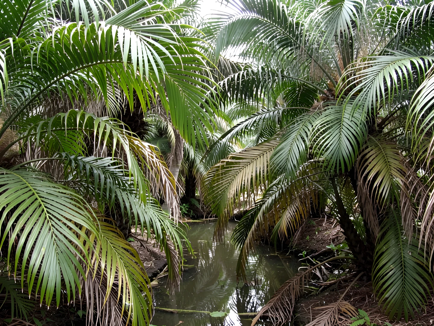 Tropical Oasis Night