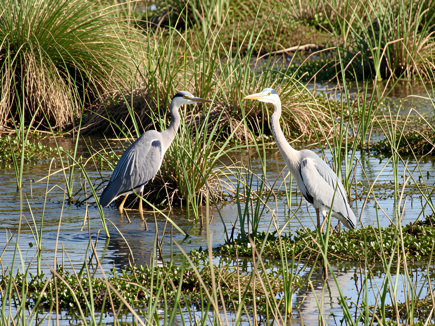 Wetland Herons