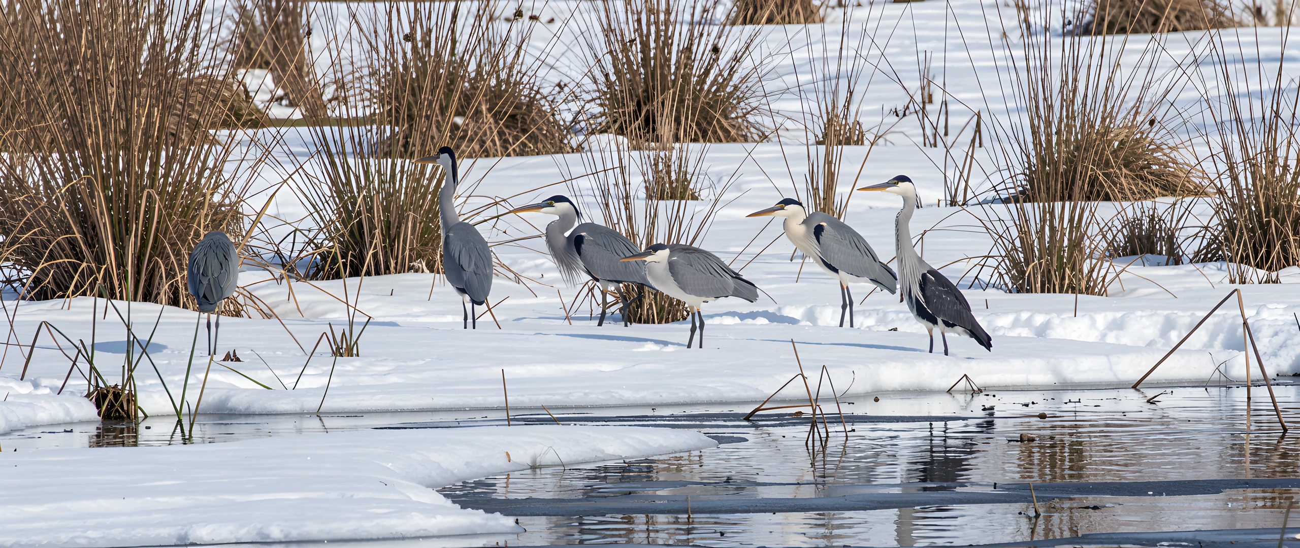 Frozen Pond