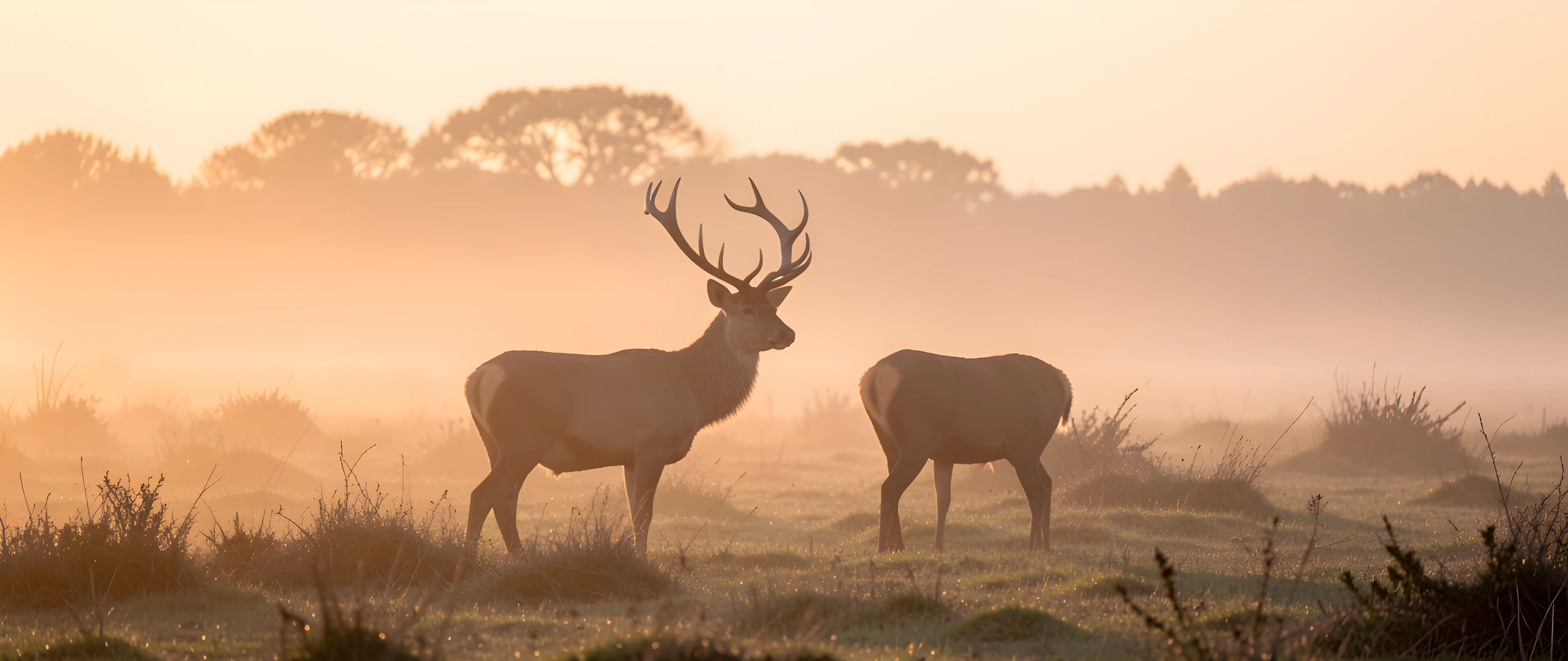 Misty Highland Dawn