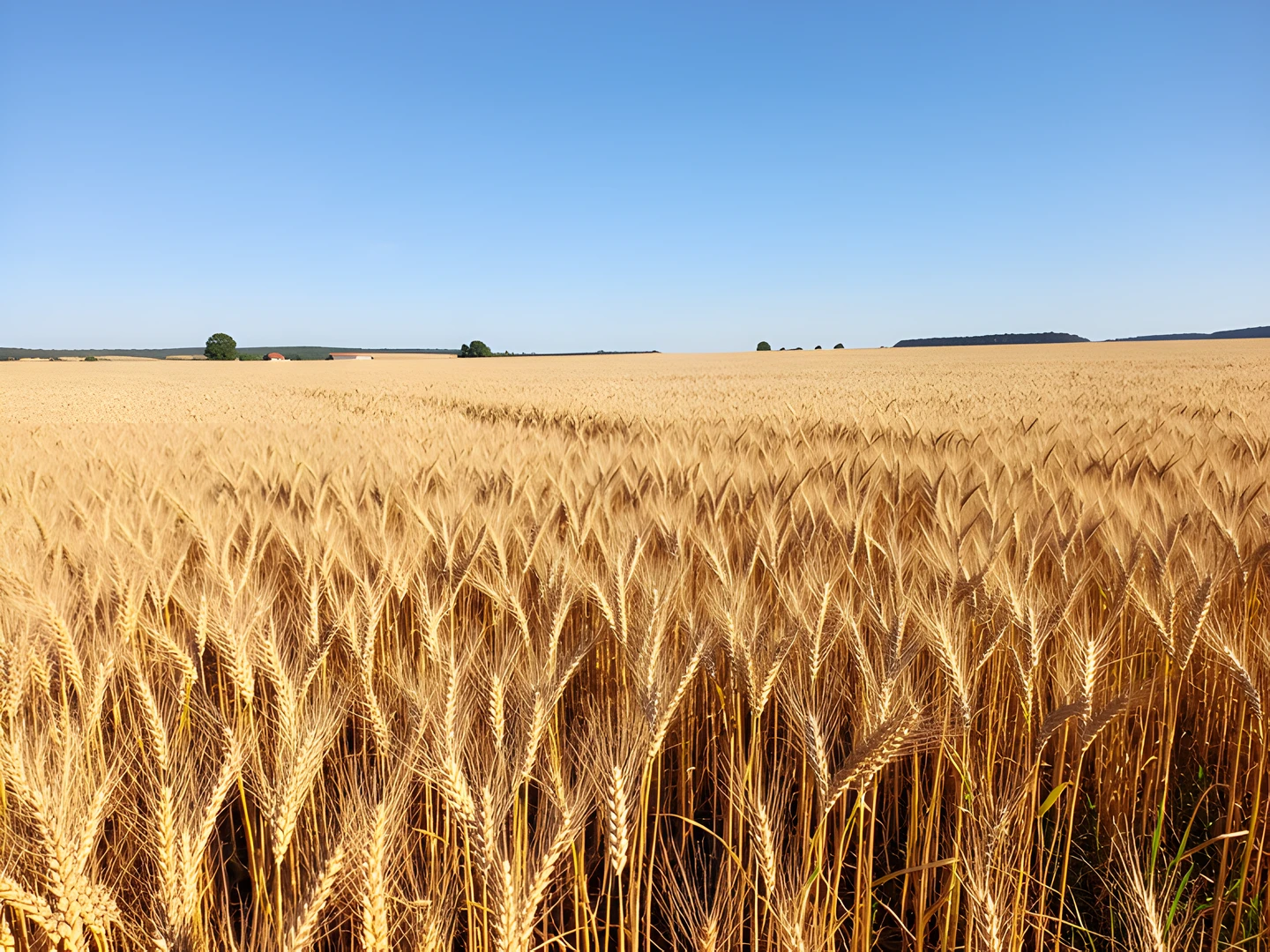 Golden Wheat Field