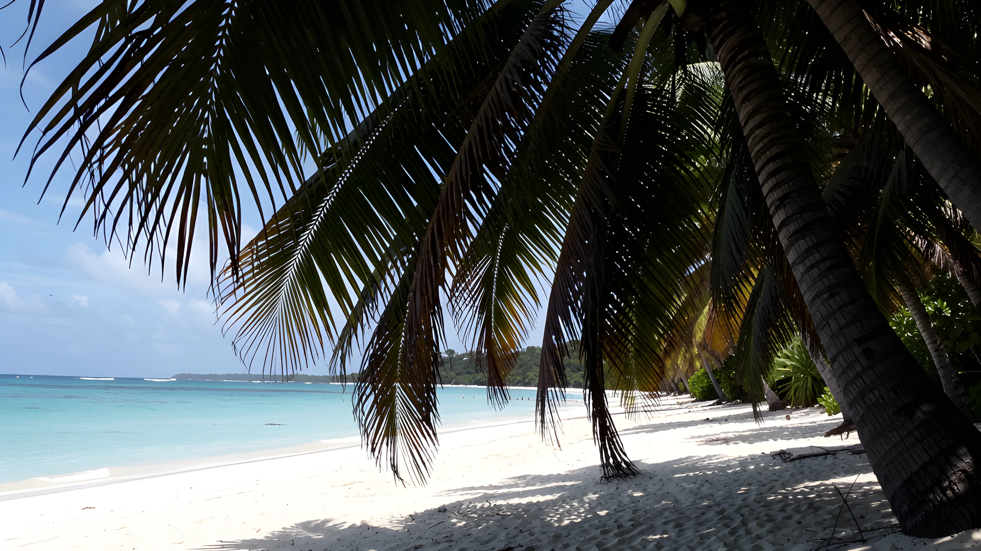 Tropical Palm Oasis