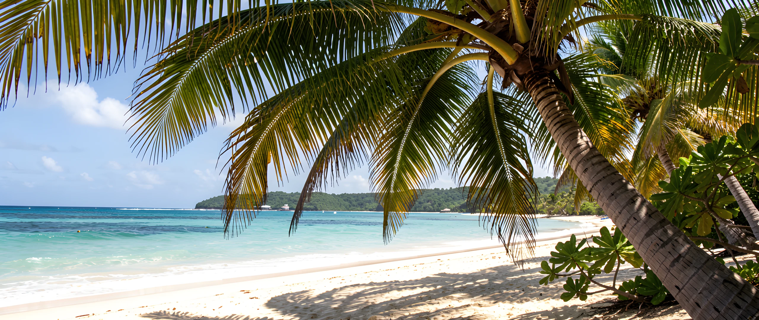 Island Palm Oasis