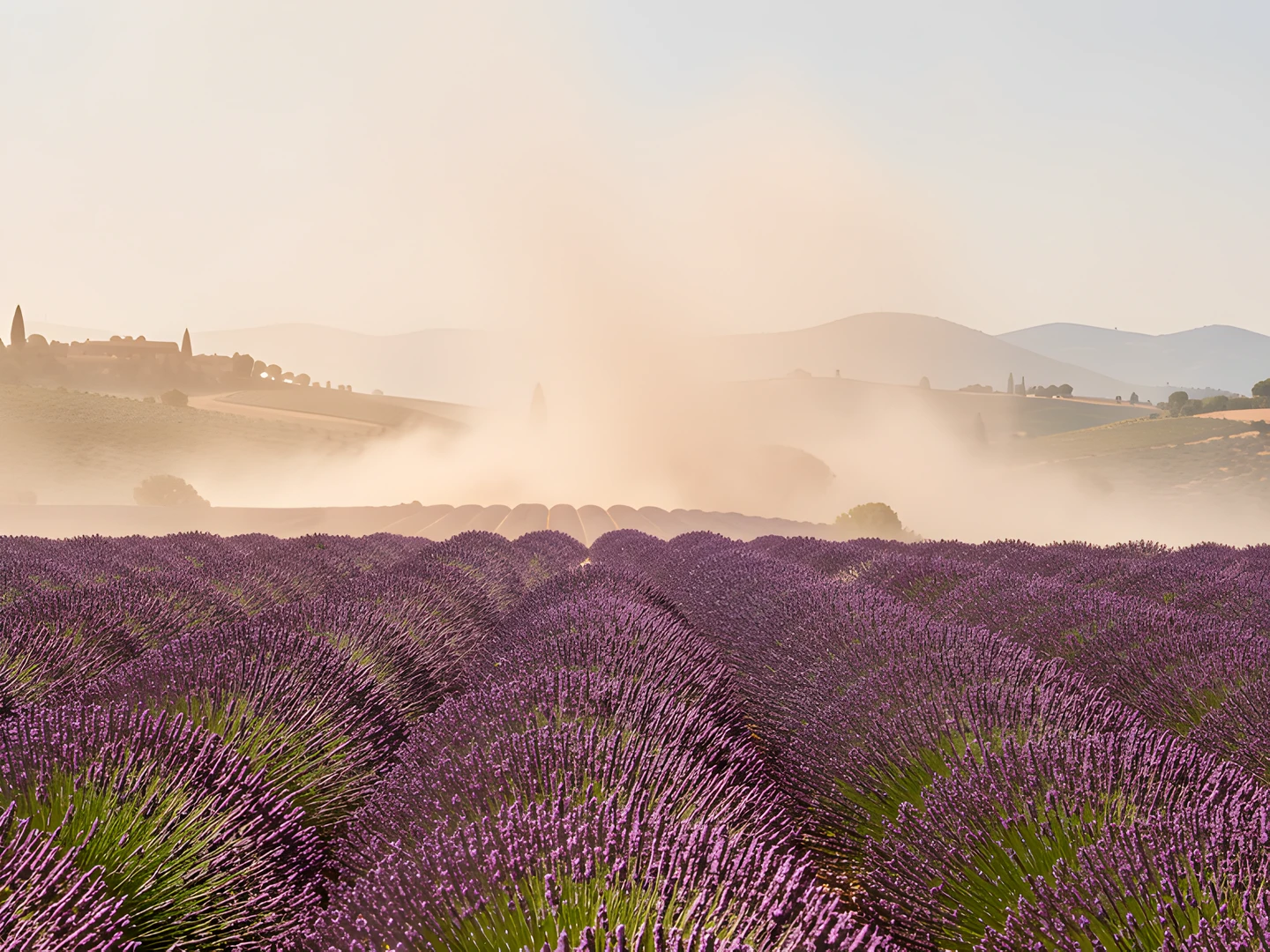 Provence Field Bloom