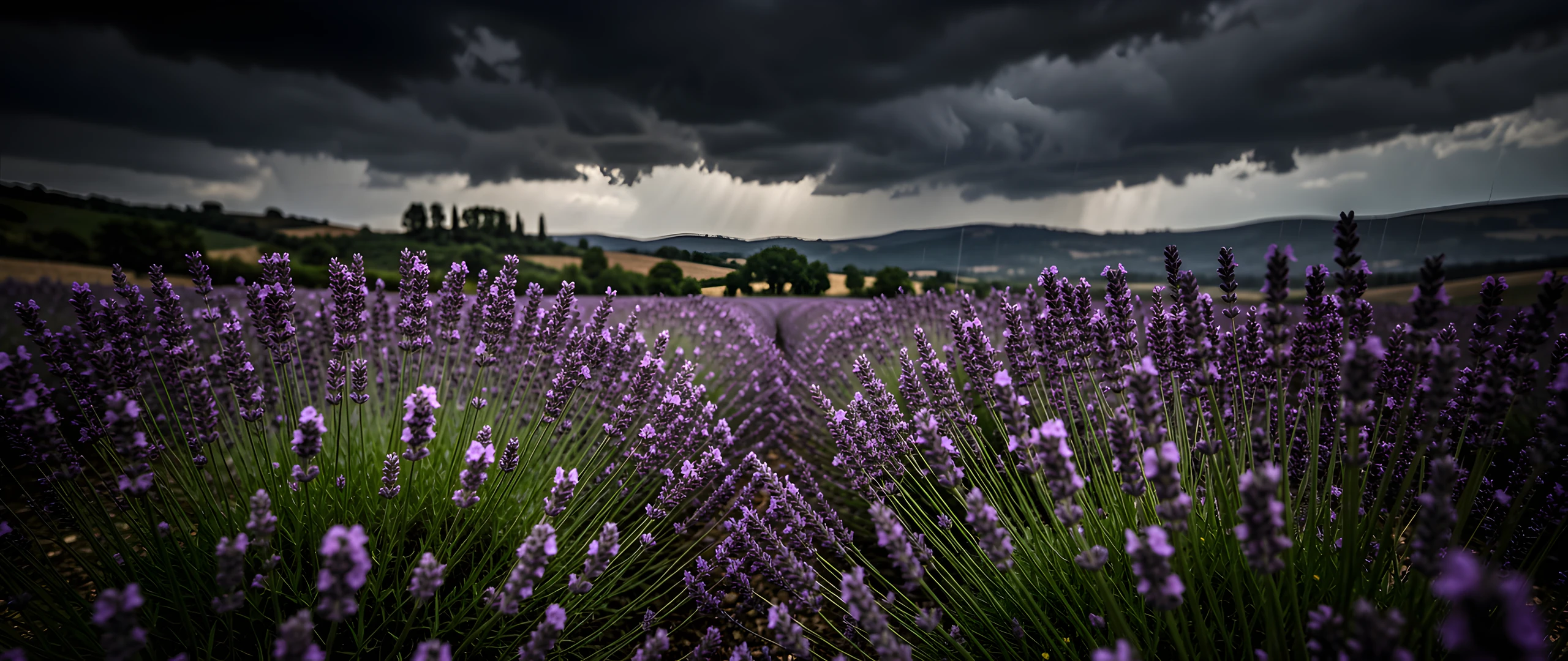 Lavender Storm Field