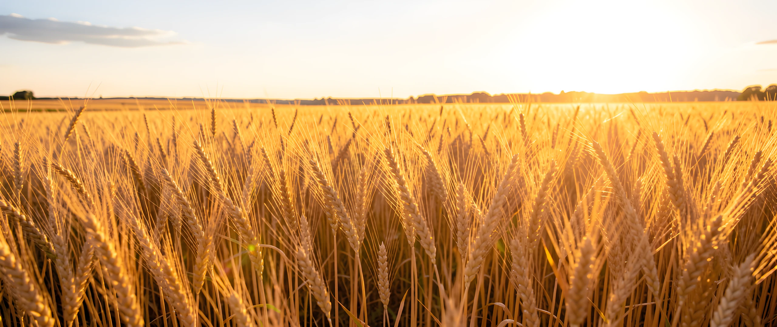 Golden Fields Wheat