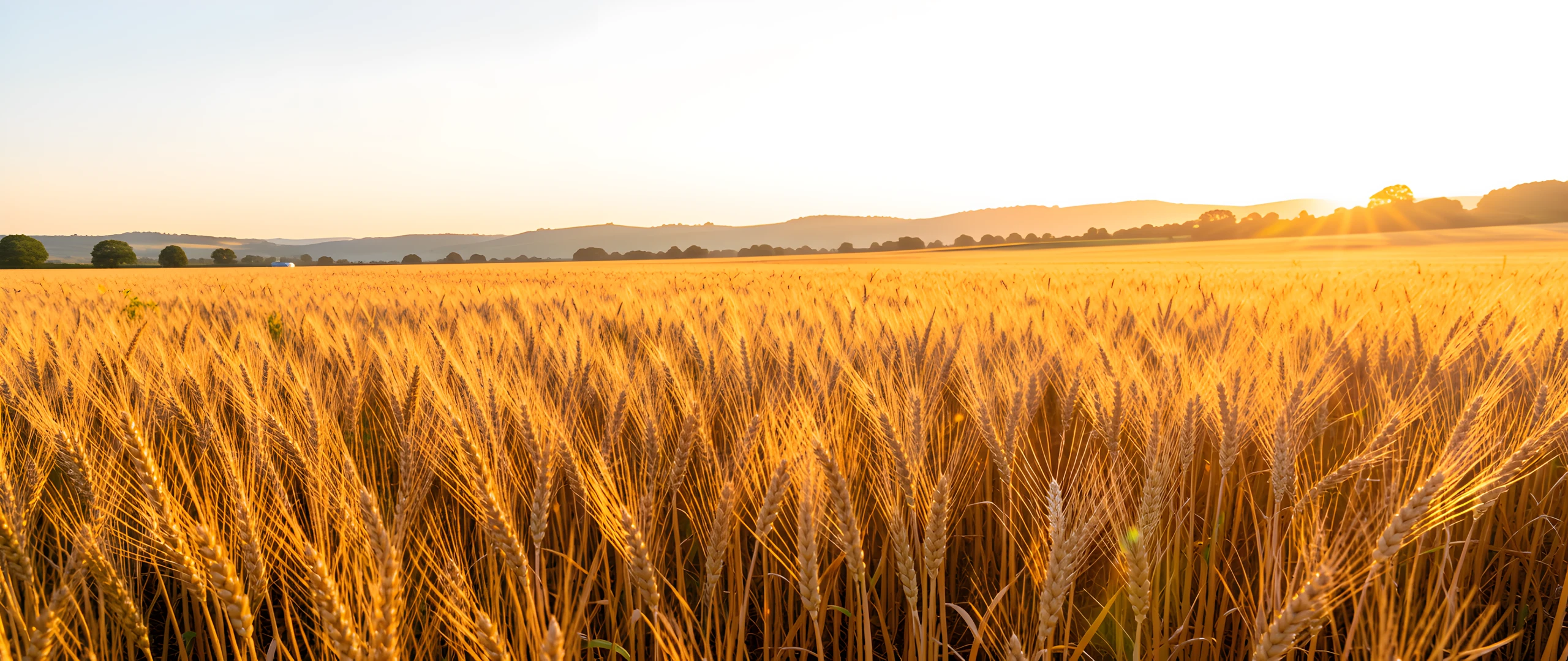 Golden Wheat Field