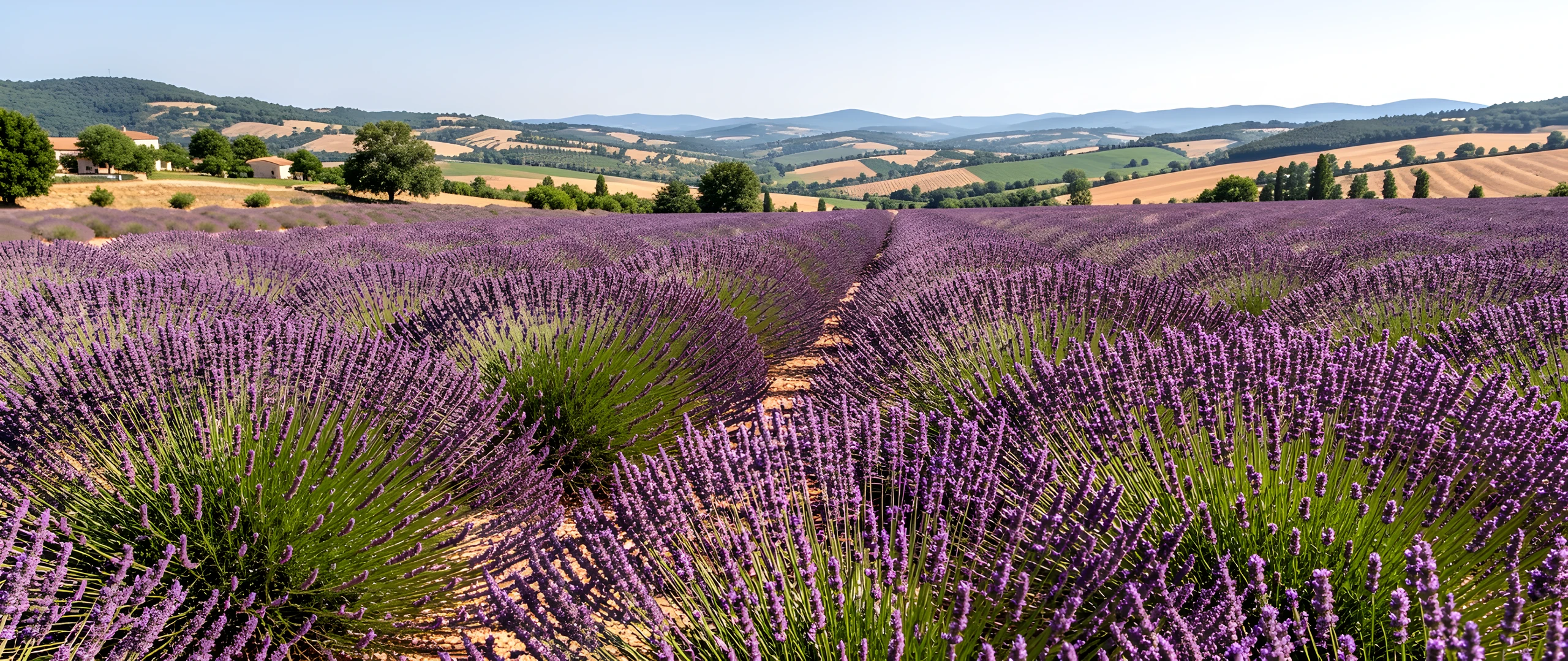Lavender Fields