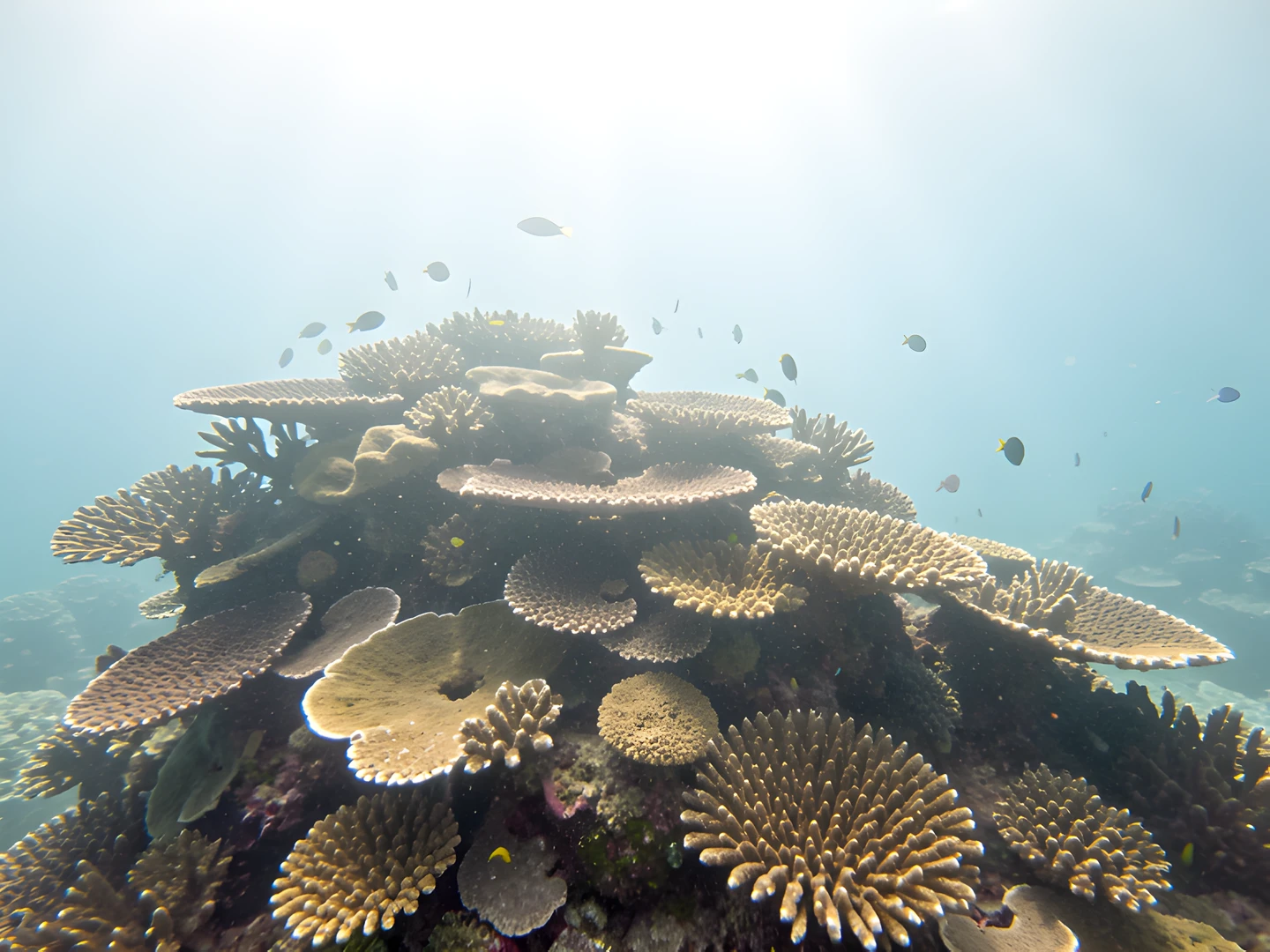 Coral Reef Glow