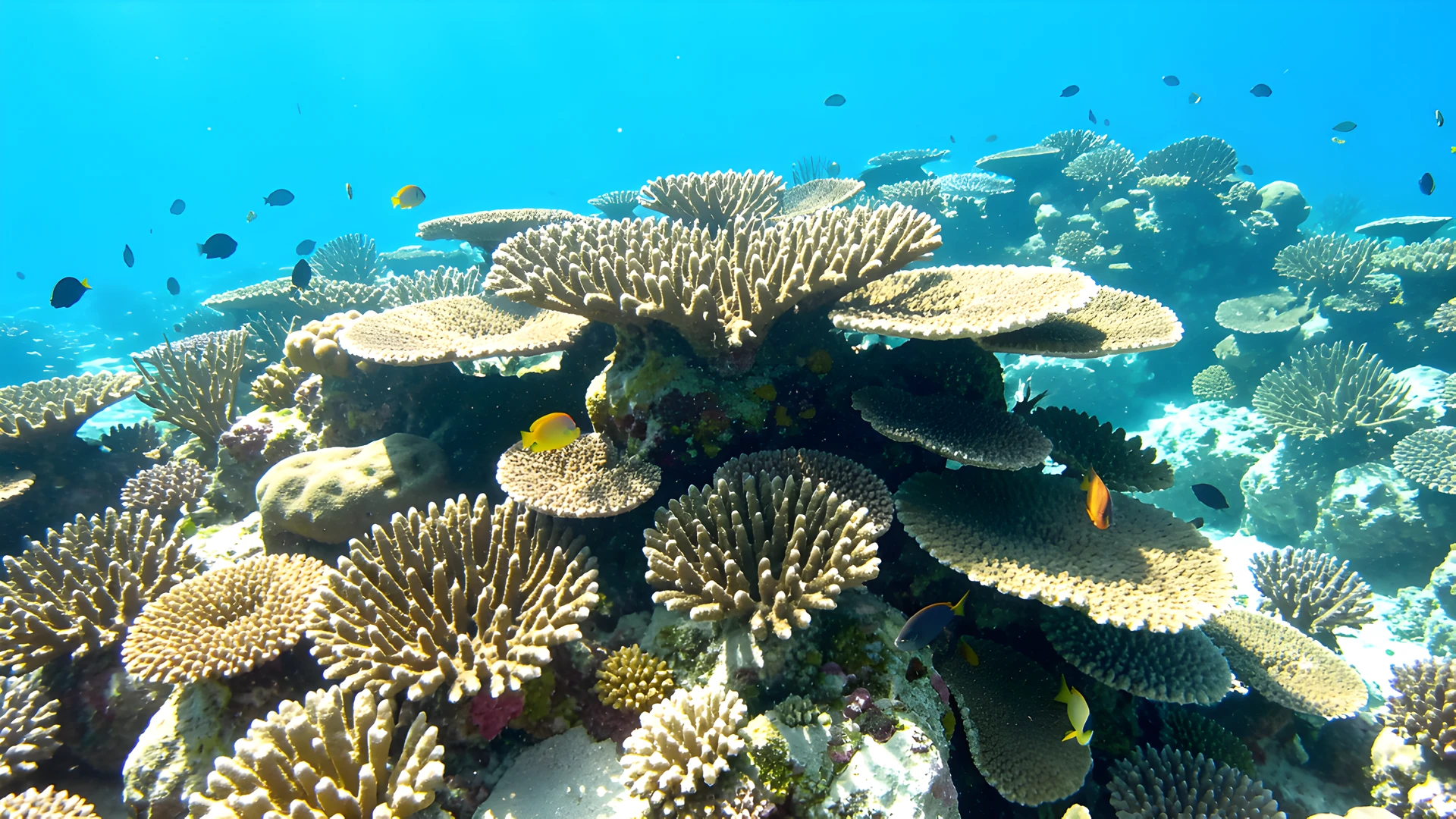 Tropical Ocean Scene