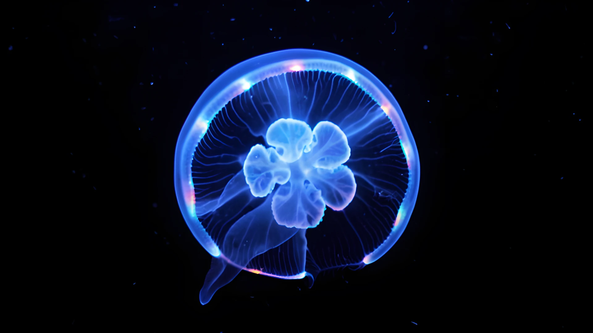 Glowing Ocean Creatures