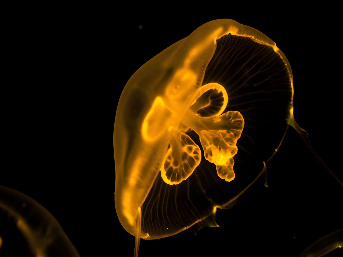 Golden Jelly Bloom