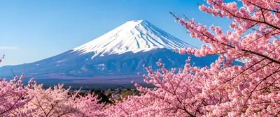 Sakura Fuji Bloom