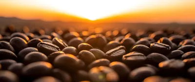 Coffee Bean Macro
