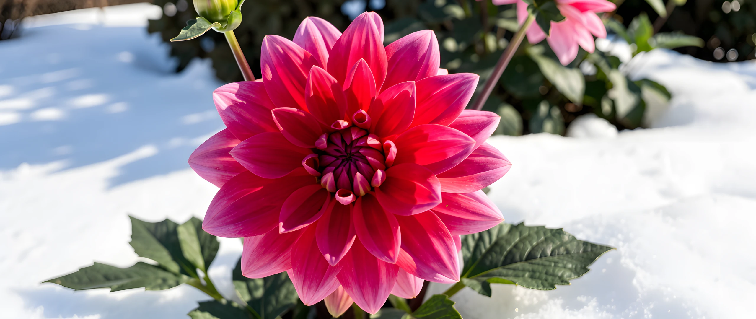 Radiant Bloom Vibrant