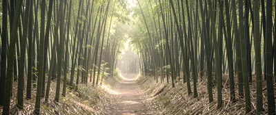 Bamboo Forest Path